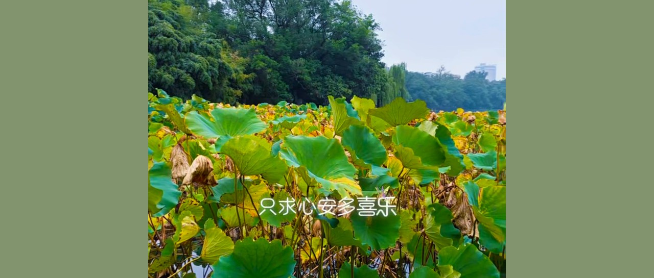 唱一首秋天的歌